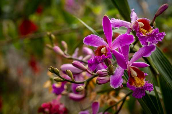 Machu Picchu : orchidée