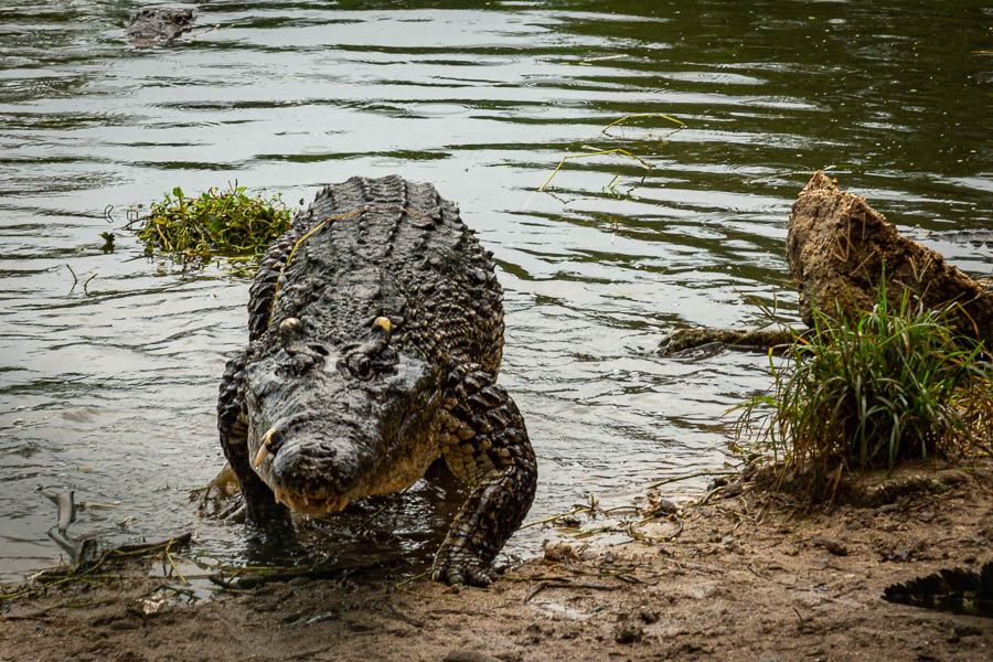 Ferme aux crocodiles : crocodiles adultes