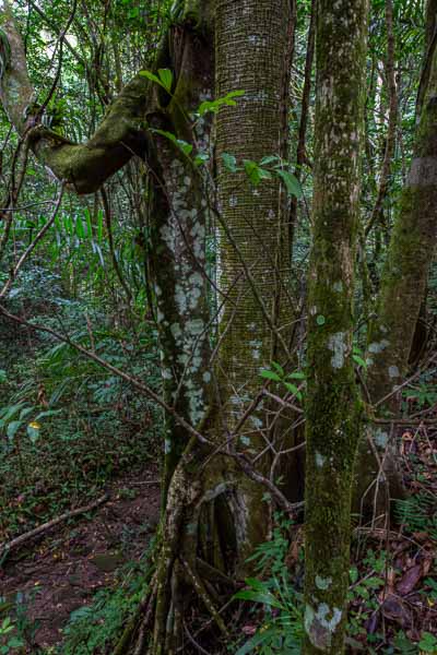 Réserve de Banao : arbre à trous