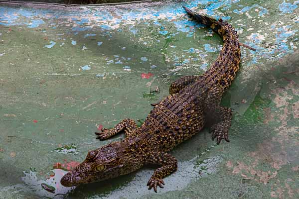 Ferme aux crocodiles : bébé crocodile