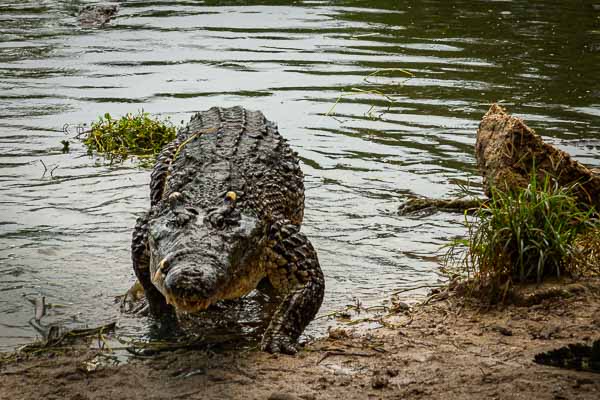 Ferme aux crocodiles : crocodile adulte