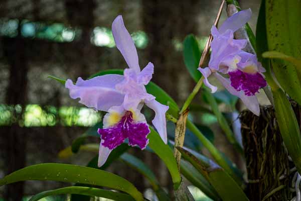 Soroa : jardin aux orchidées