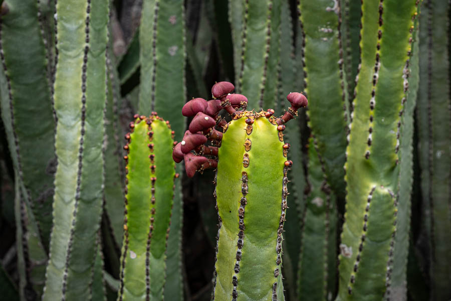 Euphorbia canariensis : fruits