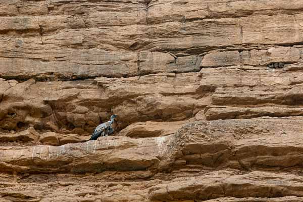 Gorges du rio Alcanadre : vautour fauve (Gyps fulvus)