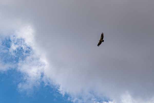 Gorges du rio Alcanadre : vautour fauve (Gyps fulvus)