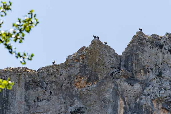 Alquézar : gorges du rio Vero, vautours