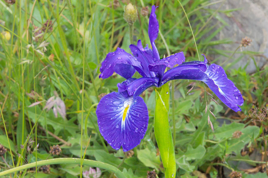 Iris bleu des Pyr&eacute;n&eacute;es