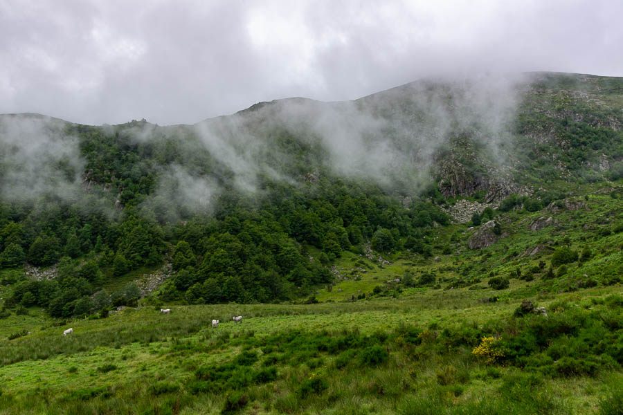 Vaches près de la cabane de Ballédreyt, 1600 m