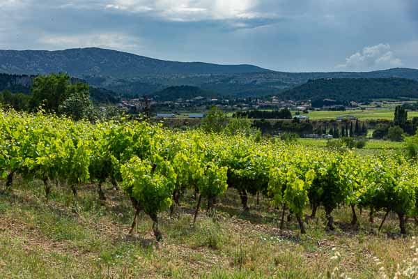 Vignoble de Roquefort-des-Corbières