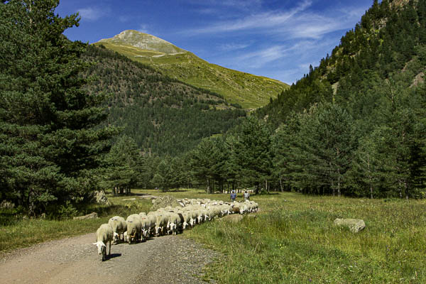 Troupeau de moutons près de Viadós