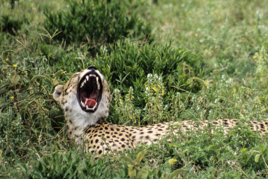 Baillement de Gu&eacute;pard