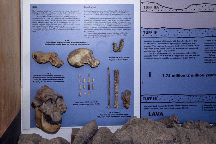 Musée des gorges d'Olduvaï : restes d'hominidés