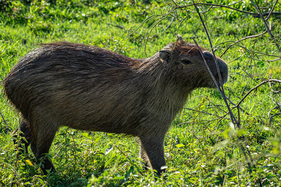Capybara ou cabiai (Hydrochoerus hydrochaeris)