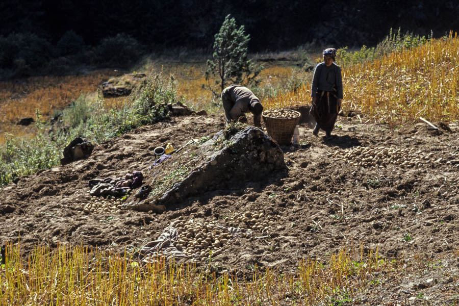 Vallée de Pungmo : ramassage des pommes de terre