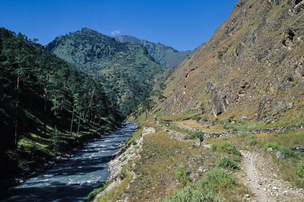 Sentier et rivière entre Dunai et Tarakot, belle forêt de pins