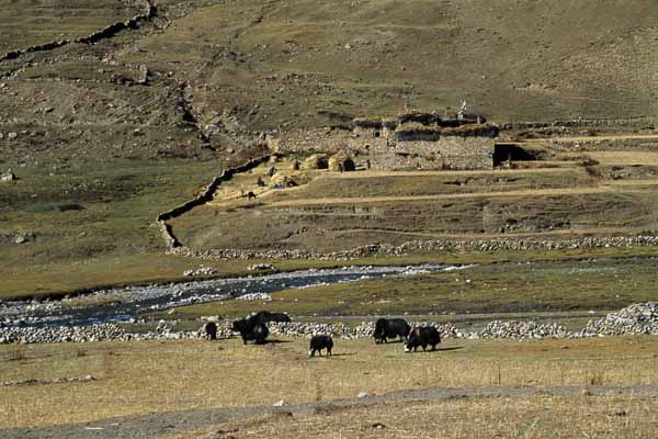 Maison de Tok-Khyu, champs et yaks