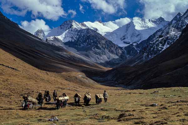 Camp du Baga La, yaks transportant des poutres