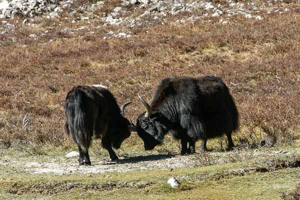 Combat de yaks à Langshisa Kharka