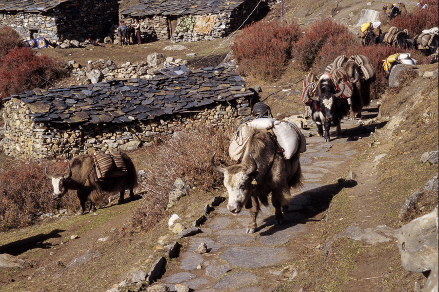 Samdo : caravane de yaks