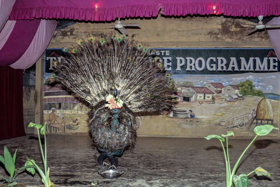 Spectacle culturel tharu : danse du paon