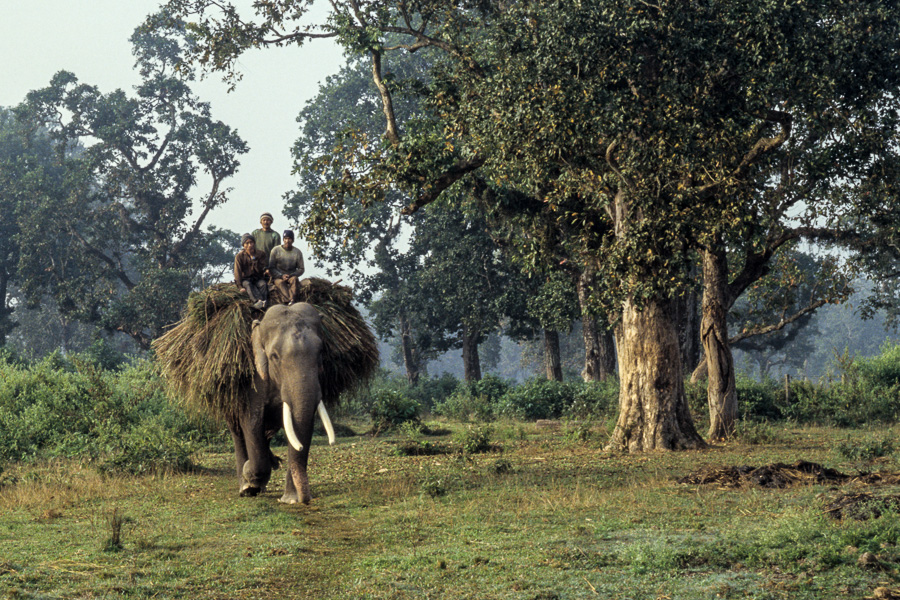 Ferme des éléphants : mâle de retour de la récolte d'herbe
