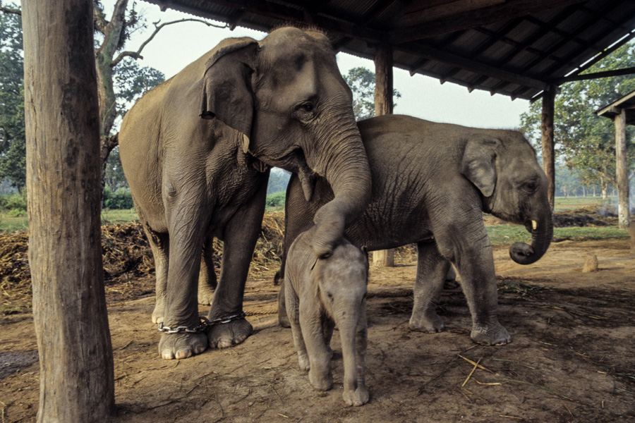 Ferme des éléphants : femelle et éléphanteaux