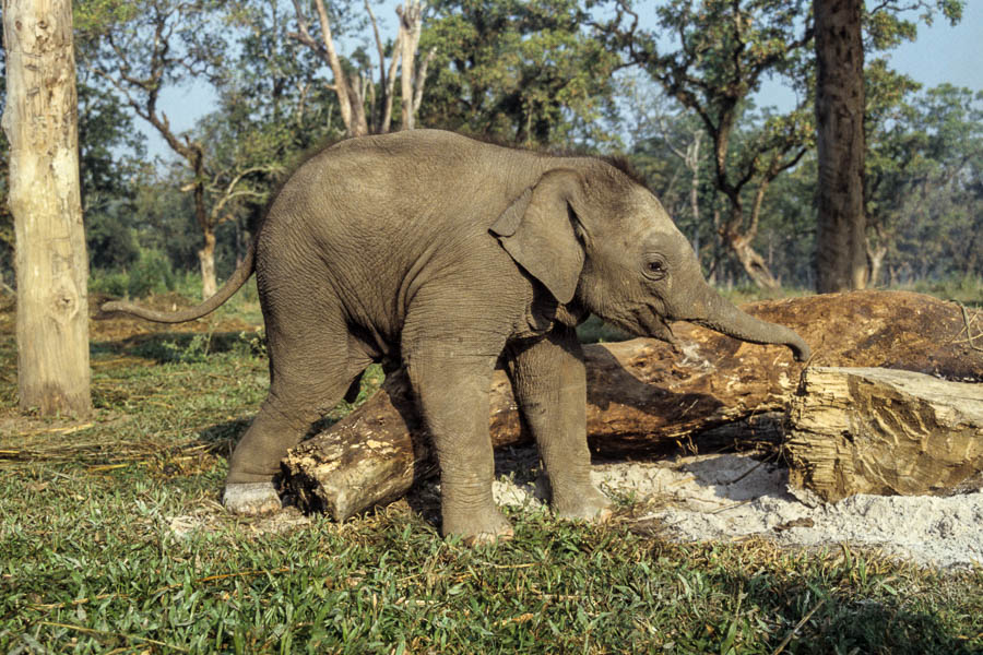 Ferme des éléphants : éléphanteau de 39 jours
