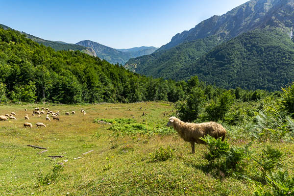 Moutons