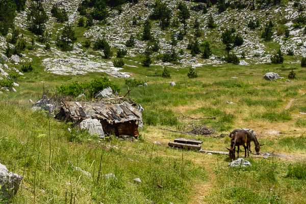 Cabane