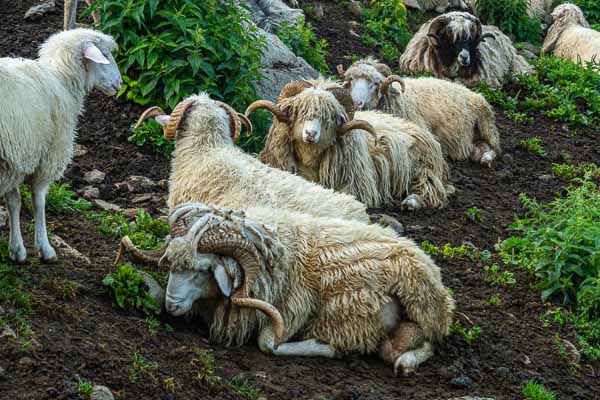 Doberdol : moutons