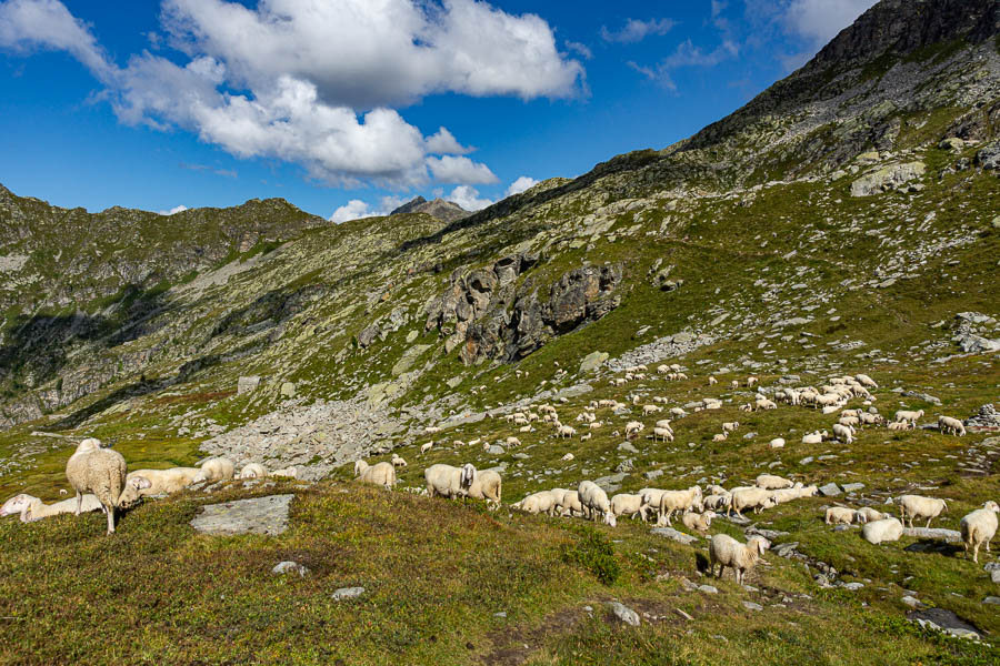 Moutons sous le col Lazouney