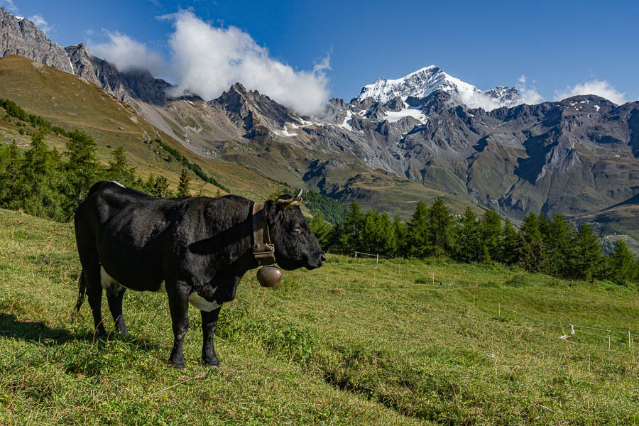 Vache et Grand Combin