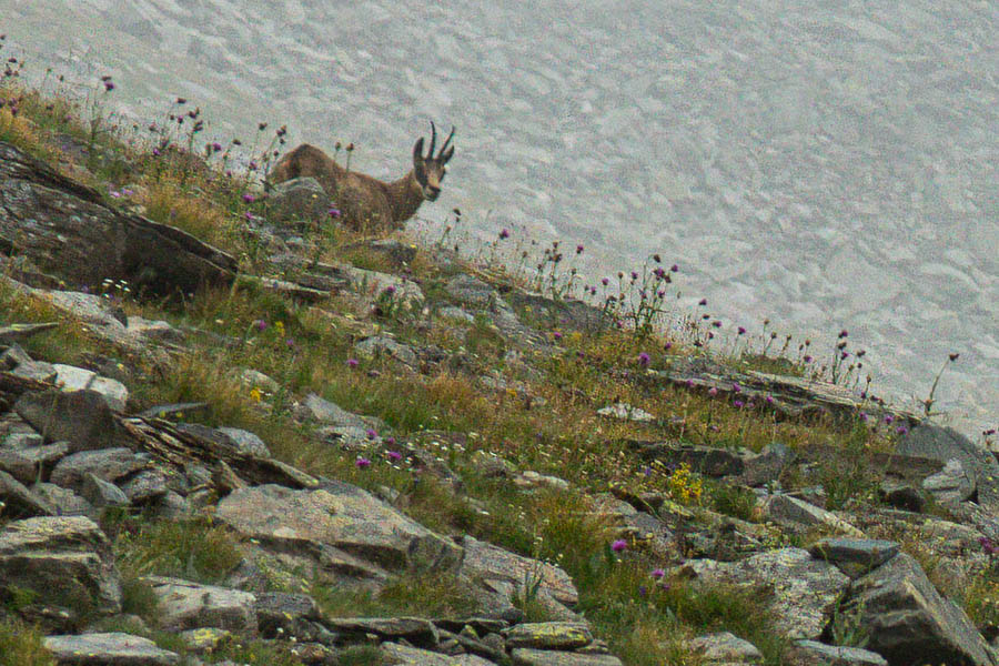 Chamois