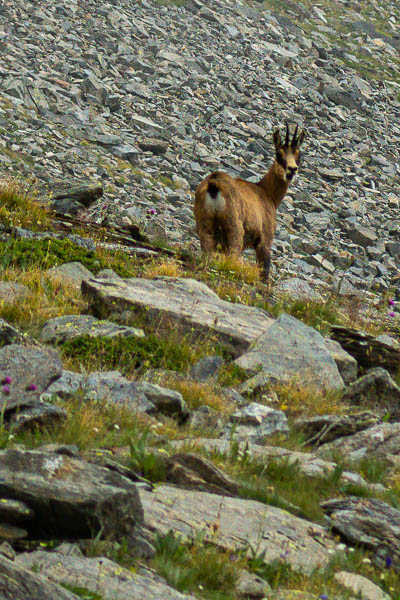 Chamois