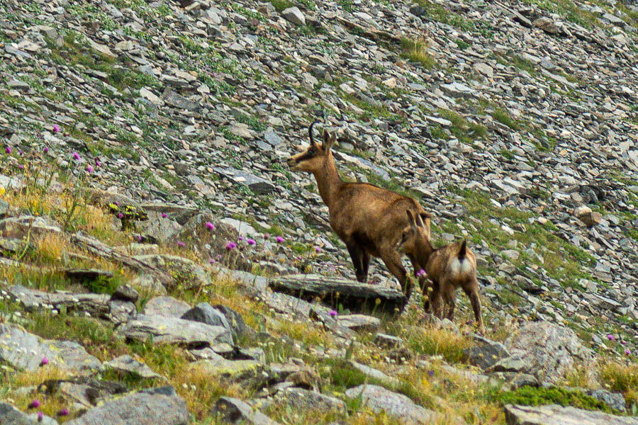 Chamois