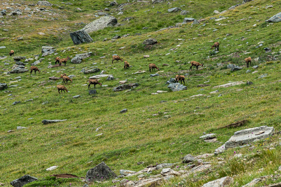 Vers le col Loson, chamois