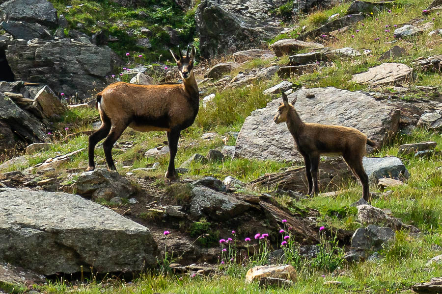 Chamois