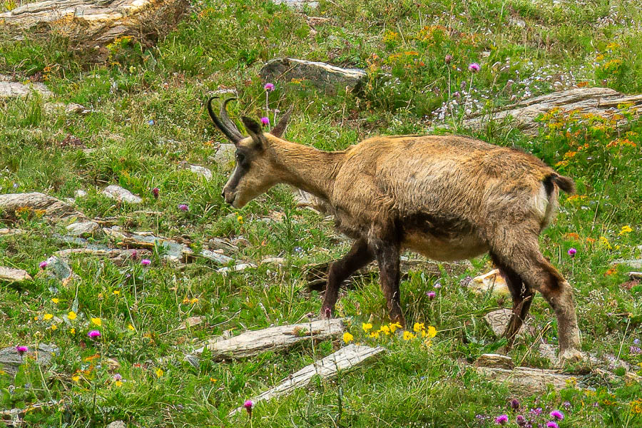 Chamois