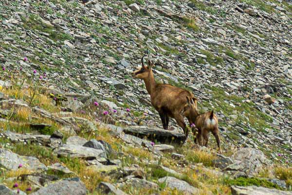 Chamois