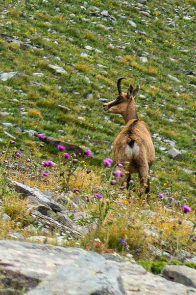 Chamois