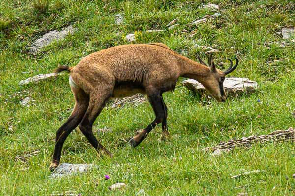 Chamois