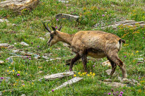 Chamois