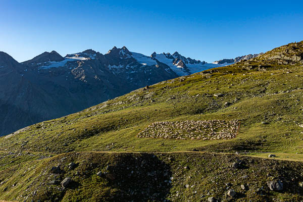 Moutons près du refuge Sella, punta Patri