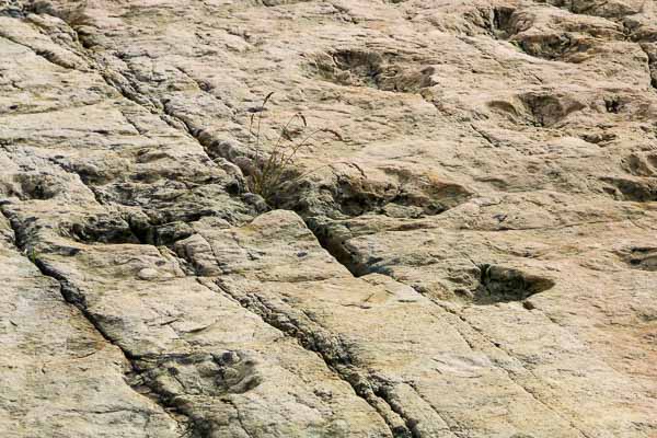 Traces de dinosaures