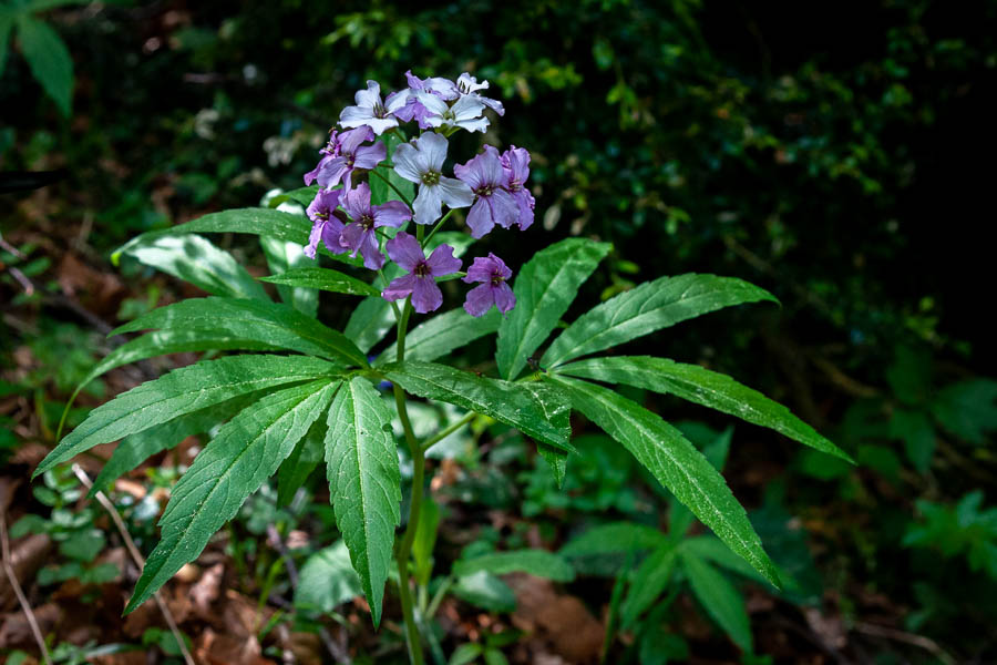 Fleurs en sous-bois