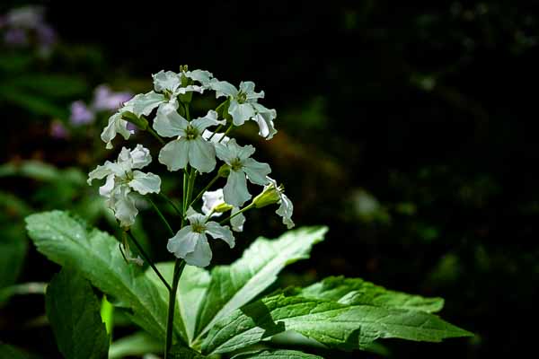 Fleurs en sous-bois (Cardamine)