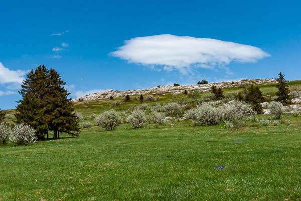 Arbres et nuage lenticulaire