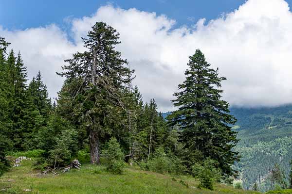 Sapins Henri IV