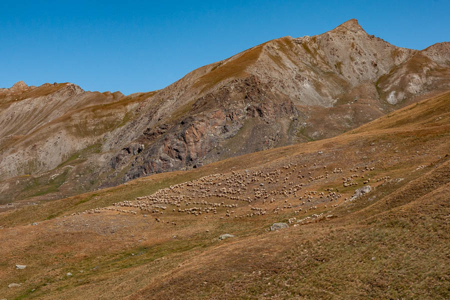 Moutons sous la pointe des Sagnes Longues, 3032 m