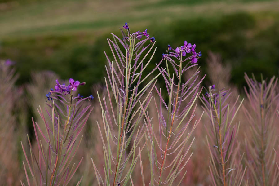 Sentier fleuri